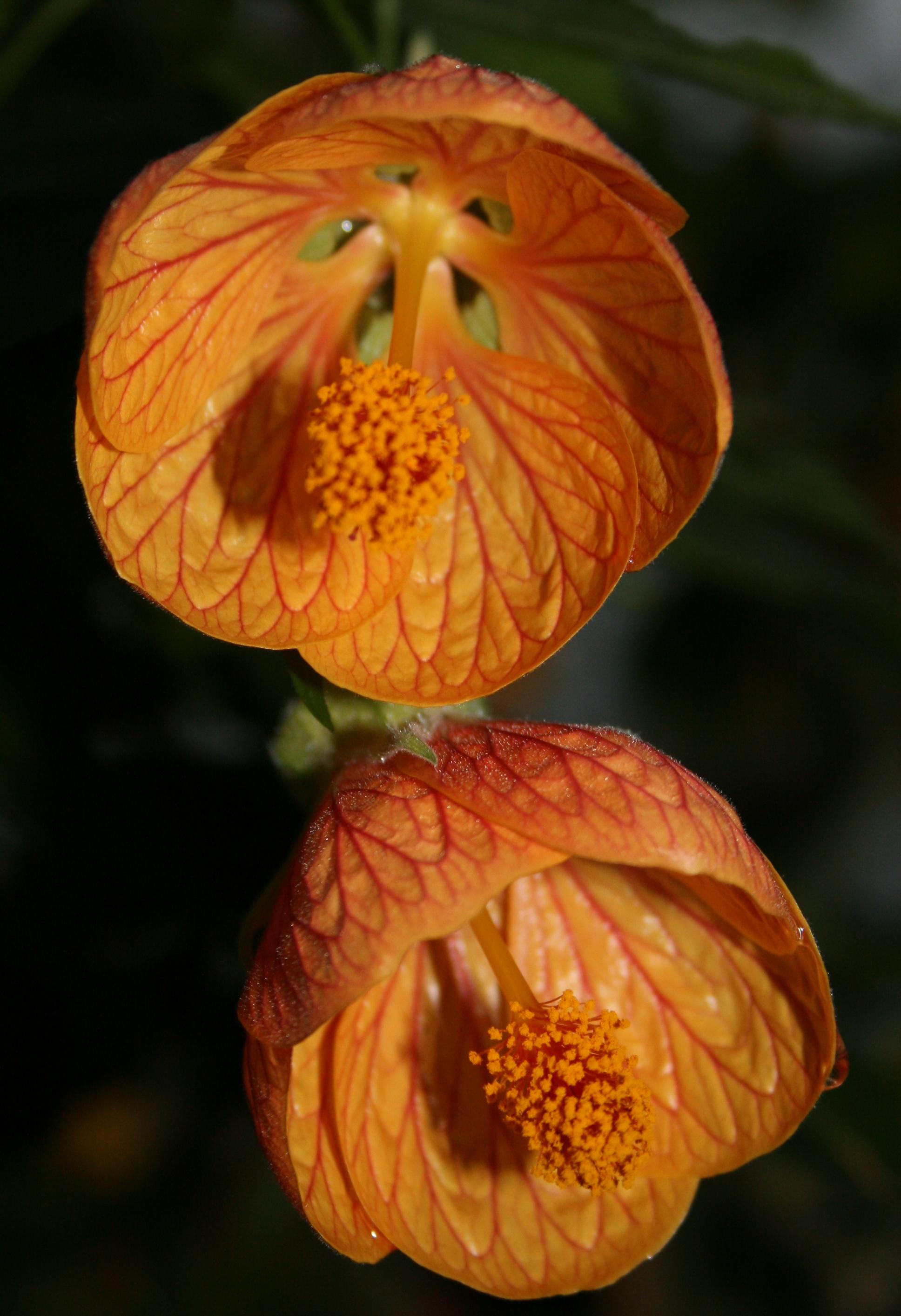 Flowering Maple,ابوتیلون
